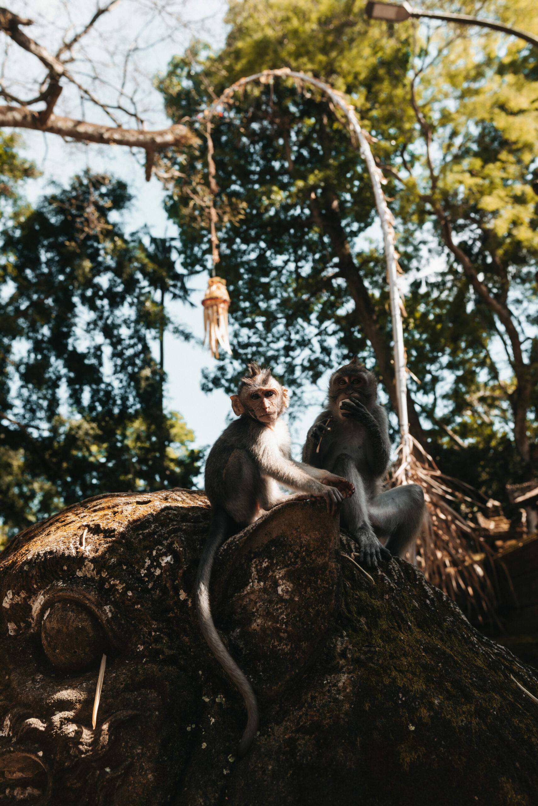 Zwei kleine Affen sitzen im Monkey Forest in Ubud auf Bali auf einem Baum.